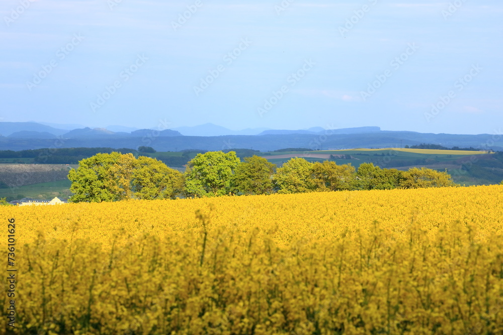 Spring landscape with yellow rapeseed field in Saxony, Germany Spring landscape with yellow rapeseed field in Saxony, Germany