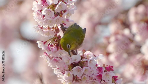 春らしい桜とメジロの映像