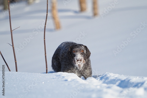Portrait of a dog. German smooth-haired pointer in winter on the background of white snow. High quality photo