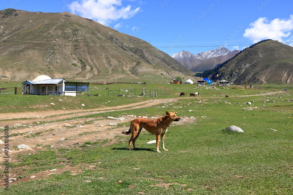 Fototapeta premium kyrchyn Gorge in the north of Kyrgyzstan, Central Asia