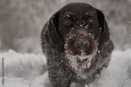 Portrait of a dog. German smooth-haired pointer in winter on the background of white snow. High quality photo photo