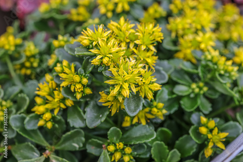 sedum ‘little miss sunshine’ , stonecrop, is a delightful and vibrant succulent that adds a cheerful touch to any garden or landscape.