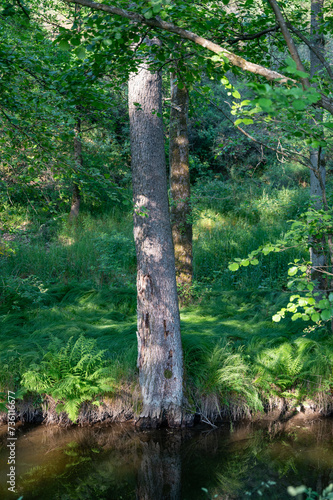 Bank of a stream