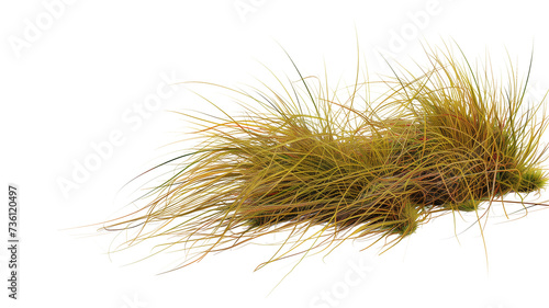 tussock of grass, isolated on transparent background