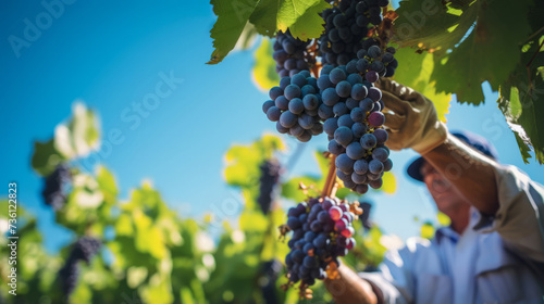 close up of grapes and blurred vineyard workers harvesting grapes under the bright, clear sky of a sunny day. The vibrant colors of the ripe grapes contrast beautifully with the blue sky