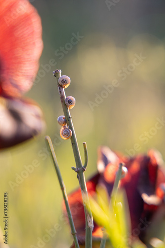 red poppy flower and snails photo