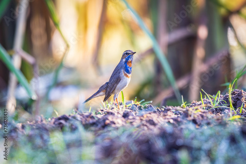 Beautiful Bluethroat bird in the field. photo