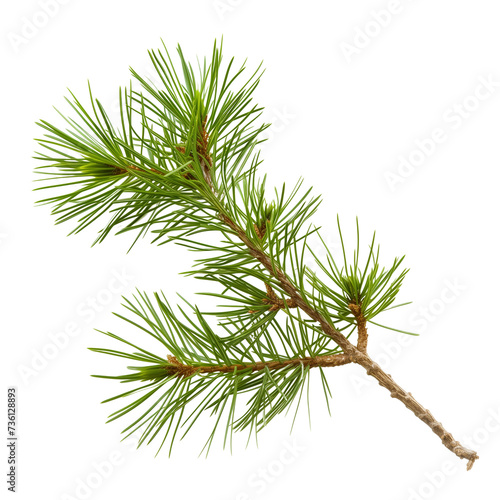 pine branch with needles,hor, branch with needles,horizontal, isolated on transparent background