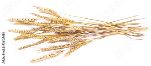 bunch dry ripe autumn spikelets of wheat, isolated on transparent background