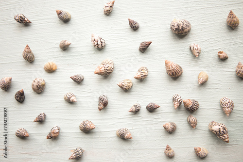 Seashells pattern on blue wooden background © eugen