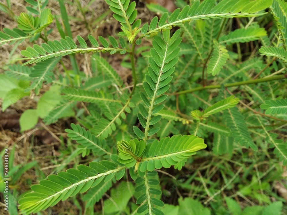 Small Tropical Prickly Plants Growing on Nature Small Tropical Prickly Plants Growing on Nature