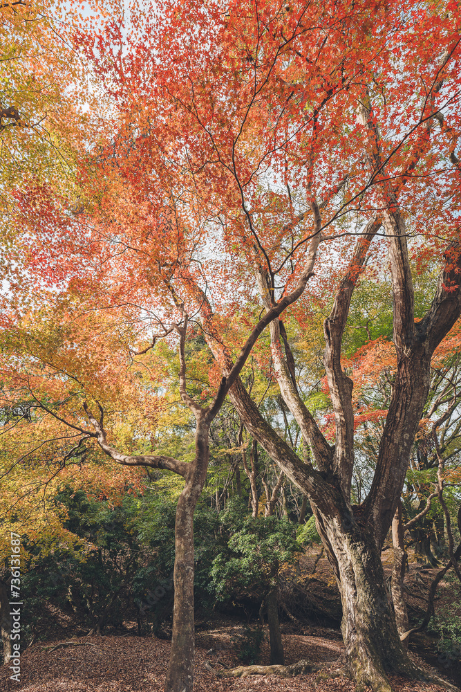 Fototapeta premium 奈良公園の紅葉