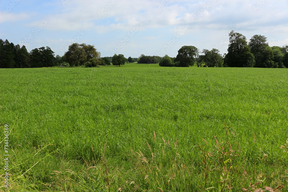 Fototapeta premium green field with trees in distance and blue sky