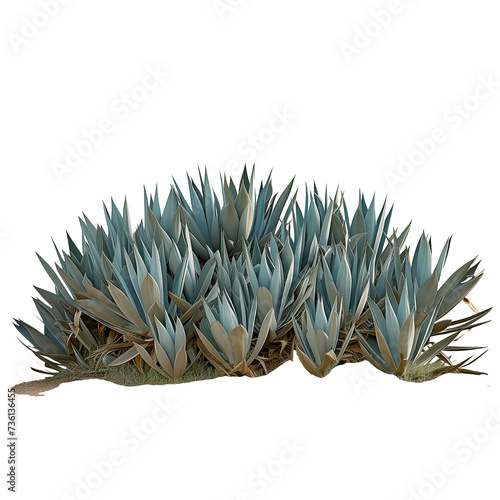 Agave bush, isolated on transparent background photo