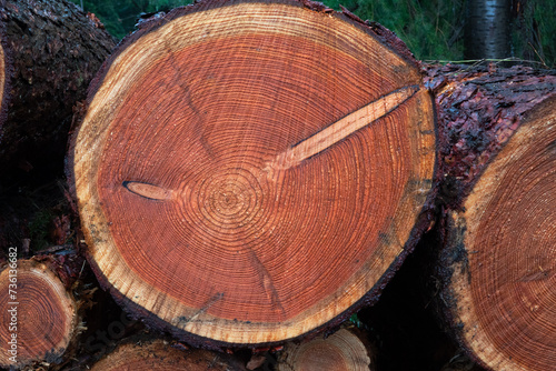Cross section of the sawn trunk of a spruce tree, showing annual rings and branch whorls 
