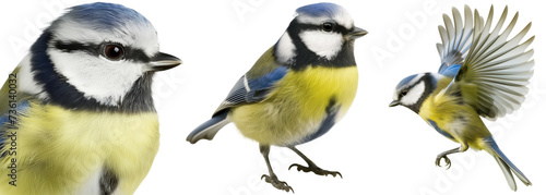 Blue tit bird collection, portrait, standing and flying, isolated on a transparent background photo