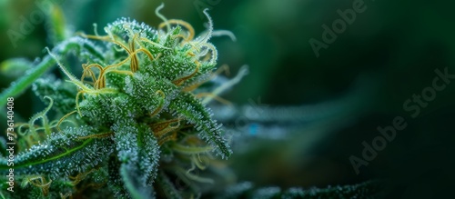 Macro shot of a healthy and vibrant cannabis plant with crystal-like trichomes under sunlight