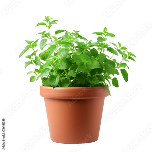fresh green mint bush growing in a pot  isolated on transparent background