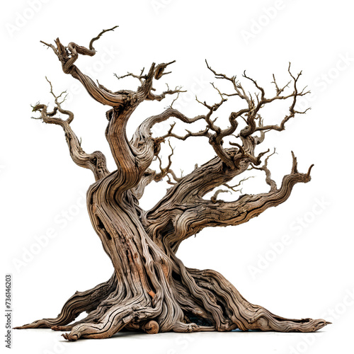 death and big tree PNG transparent background