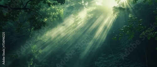 Piękni promienie światło słoneczne w zielonym lesie