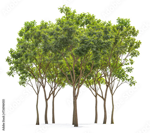 plant and small tree group PNG transparent background 