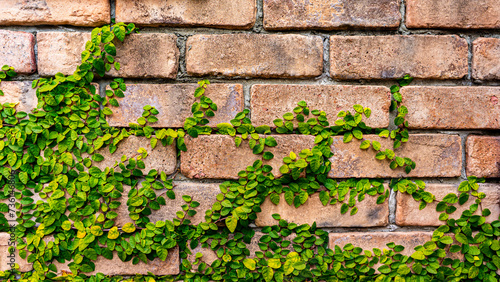 煉瓦の壁につたう蔦の葉 © meofjj