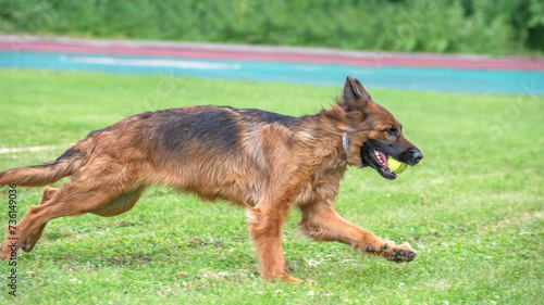 A shepherd dog playfully catches a flying ball on a green field