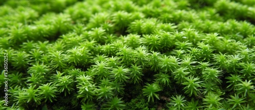 Green moss, nature background