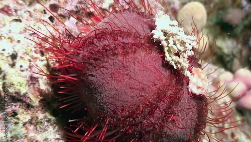 Tripneustes sea urchins exhibit exciting behavior in search of food on seabed. Underwater world is thriving due to presence of these unique creatures. Red Sea. photo