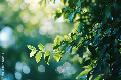 Sunlit Green Foliage: Nature's Abstract Bokeh Background