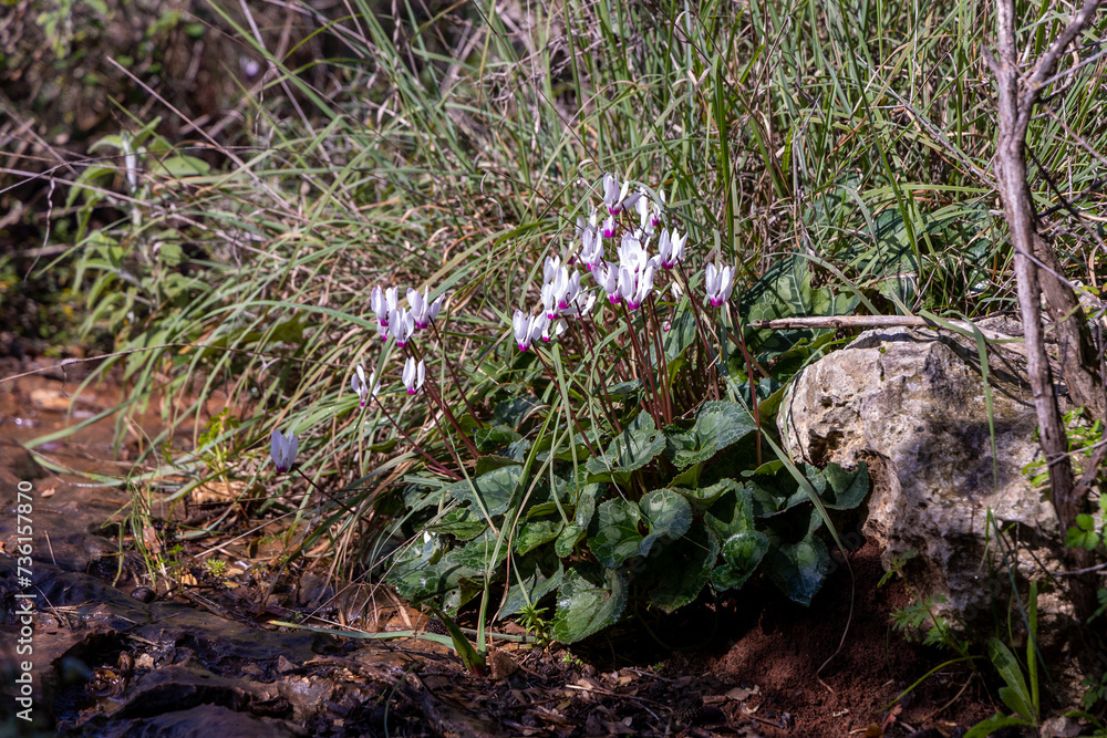 spring in the forest