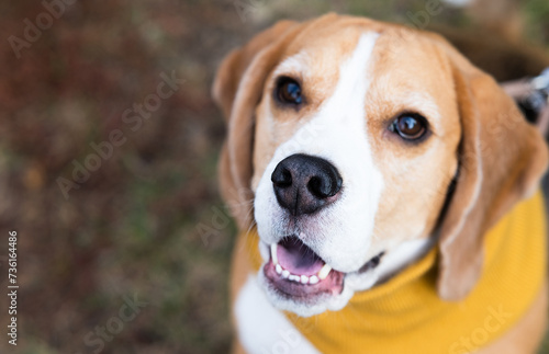 A beagle dog in a knitted hat and scarf is lying on the sofa. Cozy warm home environment. Autumn concept.