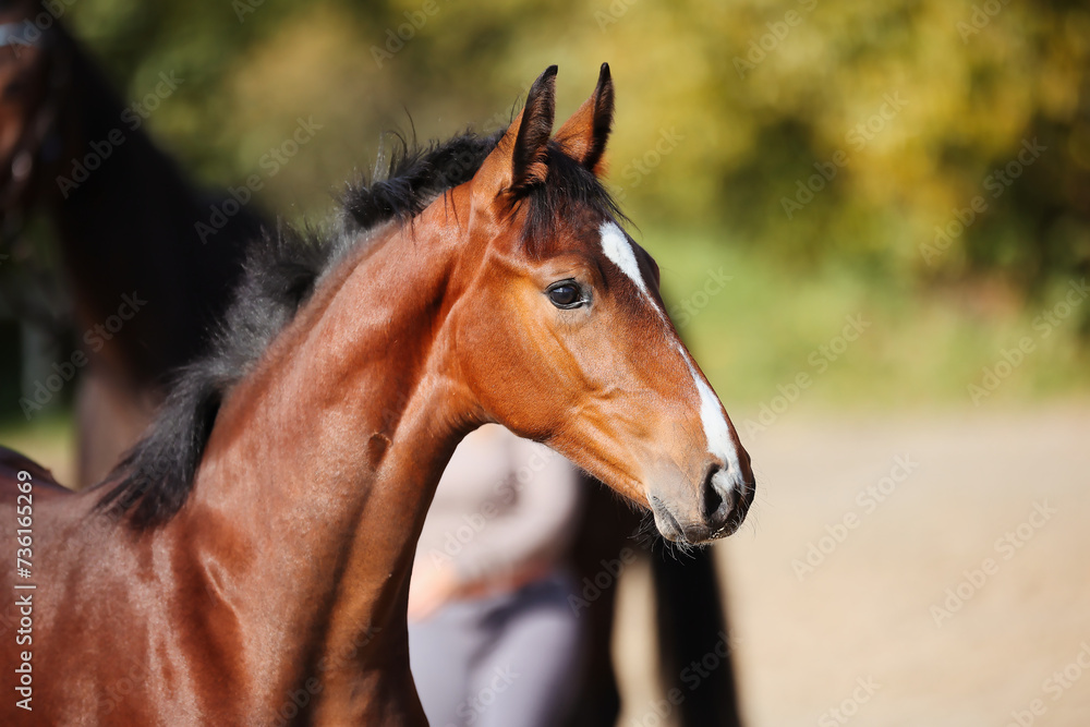 Naklejka premium Foal horse brown in the sunshine on the riding arena.