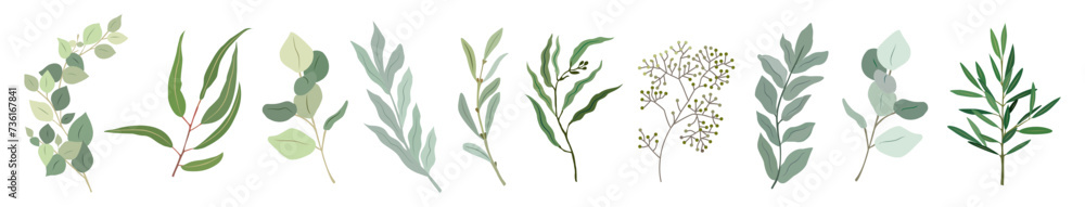 Different Eucalyptus branches, leaves set of elegant colorful vector drawings. Hand drawn botanical illustrations for greeting, invitation cards, logo, packaging design on transparent background.
