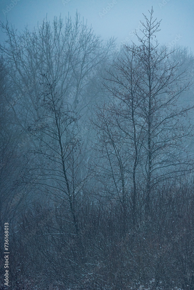 Snowy forest Snowy forest