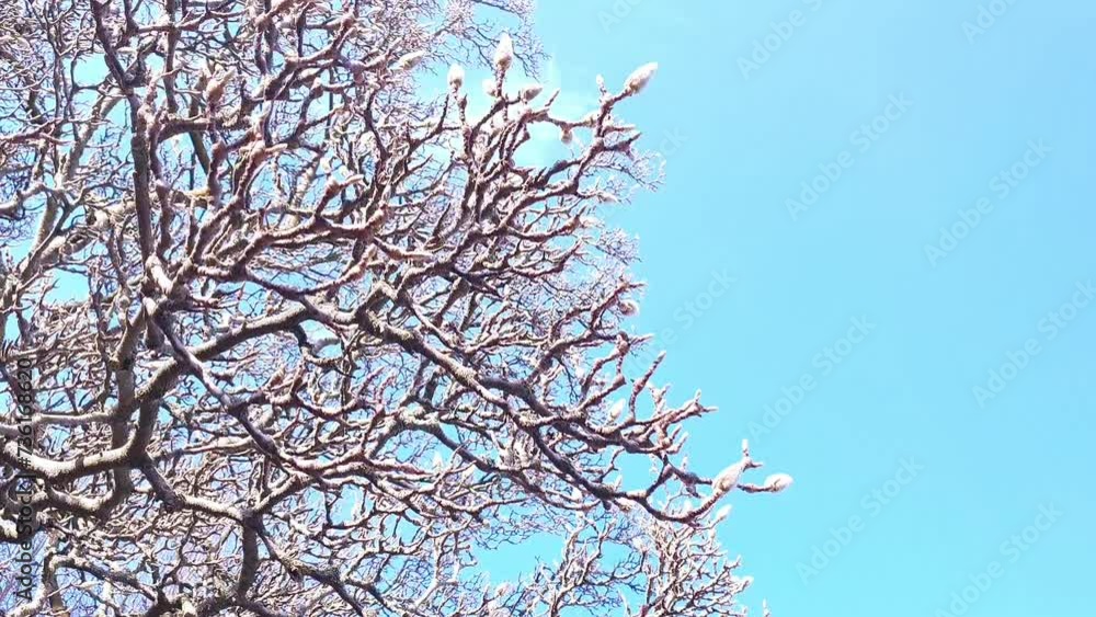 Tree Tree