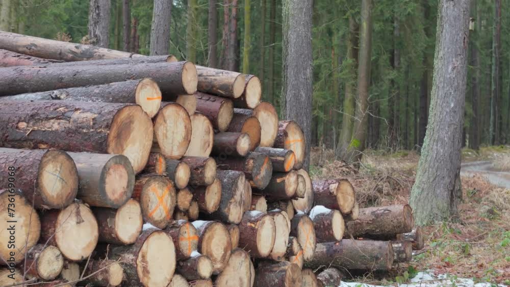 Piles of cut wood by a snowy forest track, prepared for hauling, post-disease culling in the winter landscape. Piles of cut wood by a snowy forest track, prepared for hauling, post-disease culling in the winter landscape.