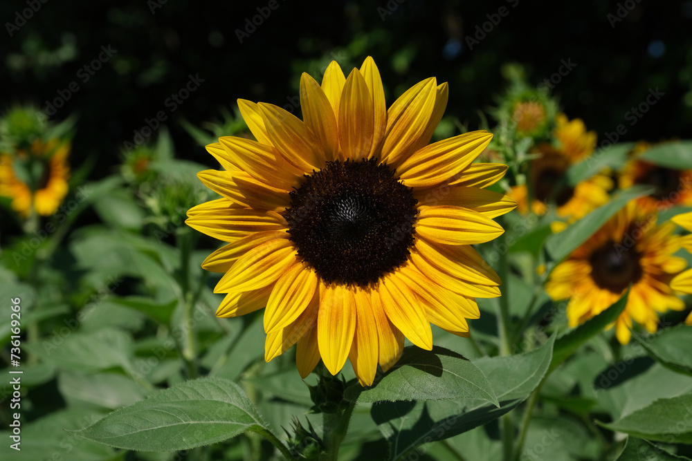 Obraz premium Sunflowers blooming in the park