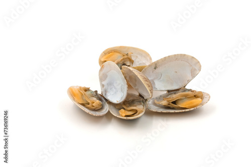 Clams on white background, natural seafood