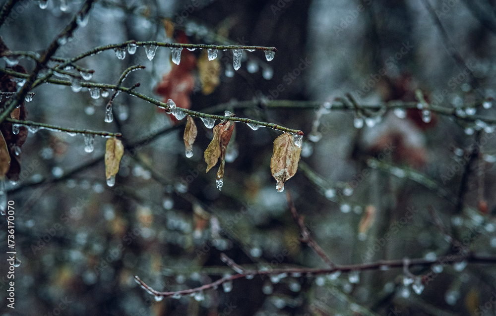 Frosen nature Frosen nature