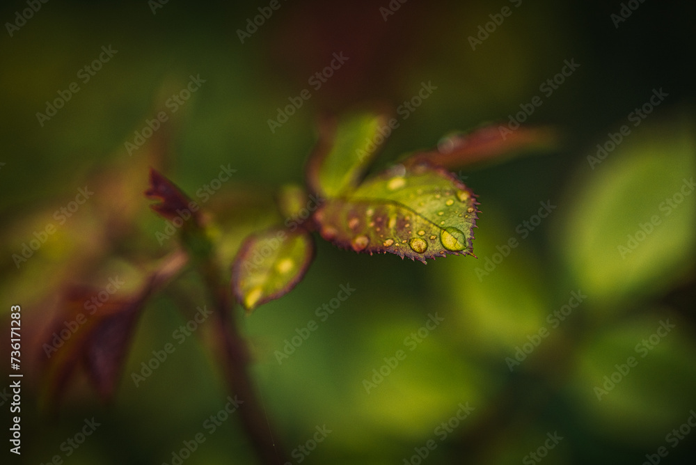 Morning nature in sunlight and dew Morning nature in sunlight and dew