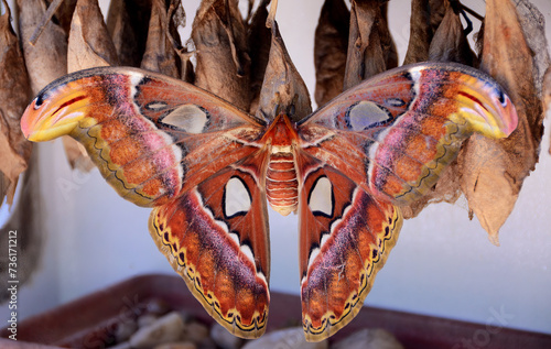 Giant atlas moth on a coccoon photo