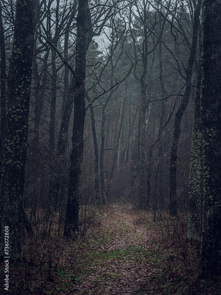 Obraz premium Autumn woods