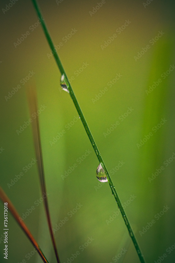 Morning nature in sunlight and dew Morning nature in sunlight and dew