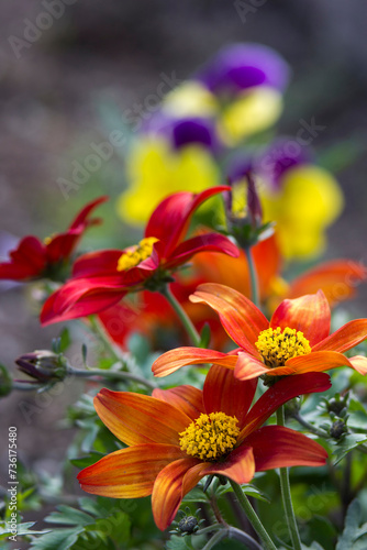 colorful flowers in the garden - soft focus