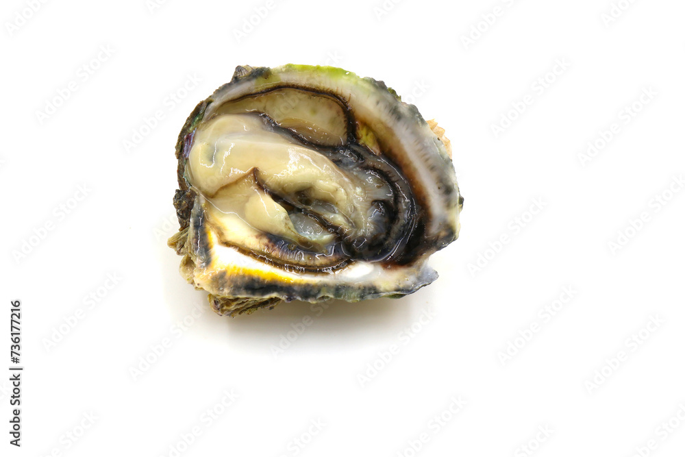 Fresh oysters isolated on a white background. Sea symptoms. Nourish the body. Fresh oysters isolated on a white background. Sea symptoms. Nourish the body.