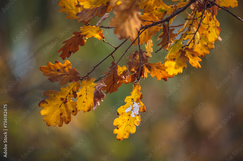 Nature beauty Nature beauty