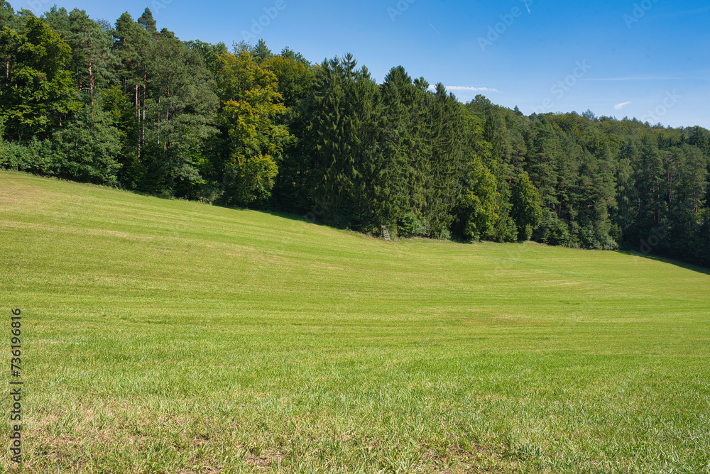 Fototapeta premium Wald und Wiesen im Sommer bewölkter Himmel