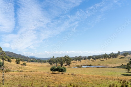 beautiful farming landscape with trees and fields cows