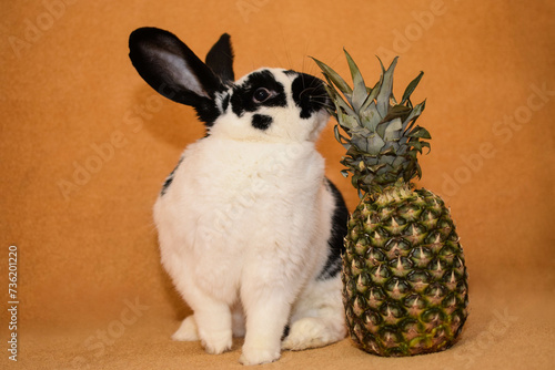 cute baby rabbit and pineapple